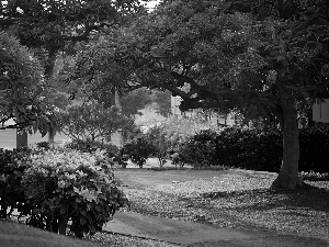 trees, Bush, lane, flourishing, Park