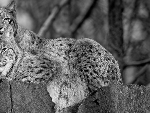 Two cars, Stems, trees, lynx