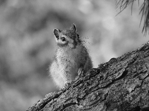 trees, squirrel, Chipmunk