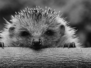 trees, hedgehog, claws