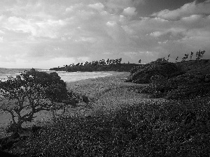 Coast, sun, trees, west