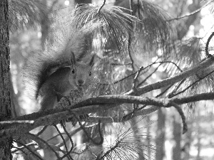 trees, squirrel, cone