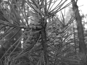 trees, pine, cones