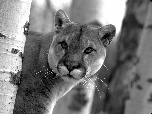 cougar, trees