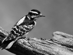 trees, birdies, dry