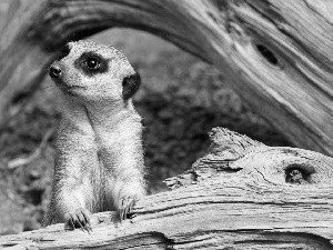 trees, Meerkat, dry