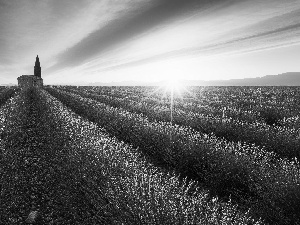 house, trees, Field, Sunrise, lavender