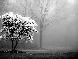 trees, Fog, flourishing