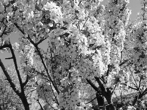 trees, Spring, flourishing