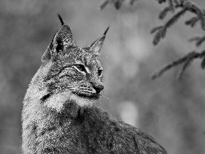 trees, Lynx, forest