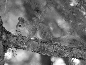 trees, squirrel, forest