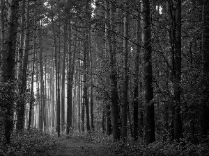 viewes, forest, Way, light breaking through sky, forest, trees