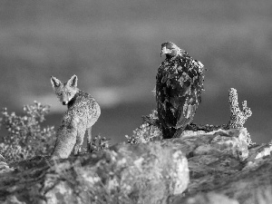 Fox, trees, Rocks, Eagle Front