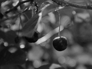 trees, cherry, fruit