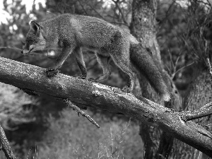 ginger, dry, trees, Fox