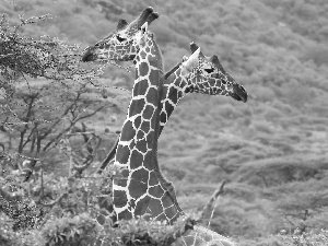 trees, Two, giraffe