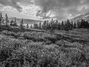 Mount Rainier National Park, Great Sunsets, viewes, Meadow, trees, Washington, The United States, lupine