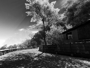 trees, Rain, house