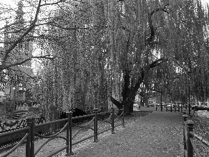 lane, vintage, viewes, apartment house, Gdańsk, trees, Willow