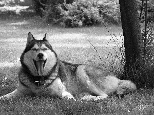 Husky, grass, trees, Tounge