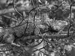 Iguana, trees