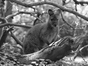 kangaroo, trees