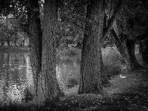 trees, Pond - car, Leaf, autumn, viewes, ducks