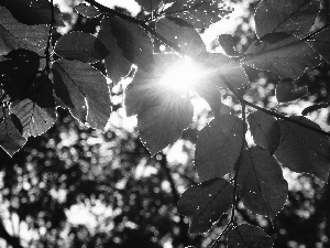 trees, sun, Leaf