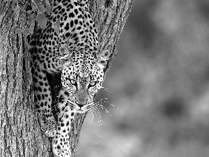 Leopards, trees