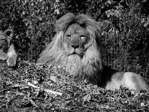 trees, Lion, lion