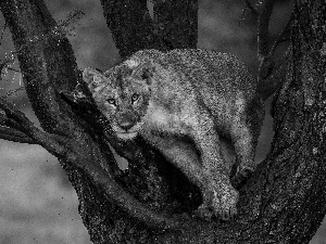 Lioness, trees