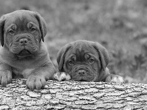 Great Danes de Bordeaux, Two cars, little doggies