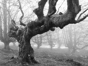 curves, Fog, Leaf, old, autumn, trees, Moss