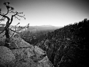 trees, forest, Mountains