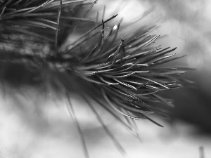 trees, pine, needle