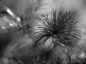 trees, pine, needle