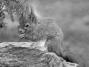 trees, squirrel, nut