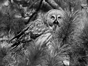 Twigs, owl, Tawny owl great gray owl