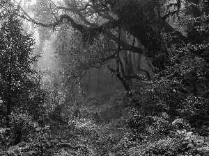 Path, trees, Spring, viewes, fern, forest, magic, Bush