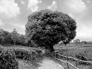 Path, trees