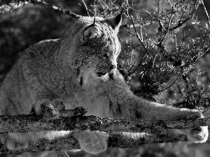 branch pics, Lynx, trees