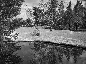 viewes, snow, pine, trees, River, birch, winter