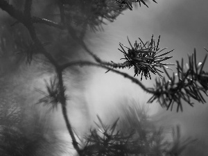 pine, twig, trees, needle