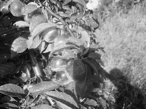 trees, maturing, plums