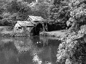 trees, viewes, Pond - car, Flowers, Windmill