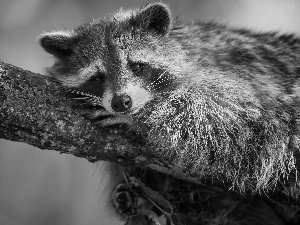 trees, raccoon, raccoon