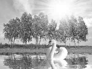viewes, swan, water, reflection, rays of the Sun, trees