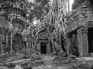 trees, Cambodia, ruins