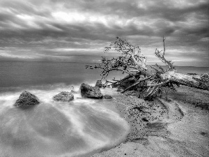 trees, Beaches, sea