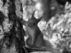 squirrel, trees